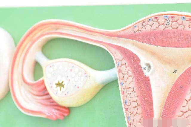 排卵到怀孕之间需要多久,从排卵期到怀孕需要多少天