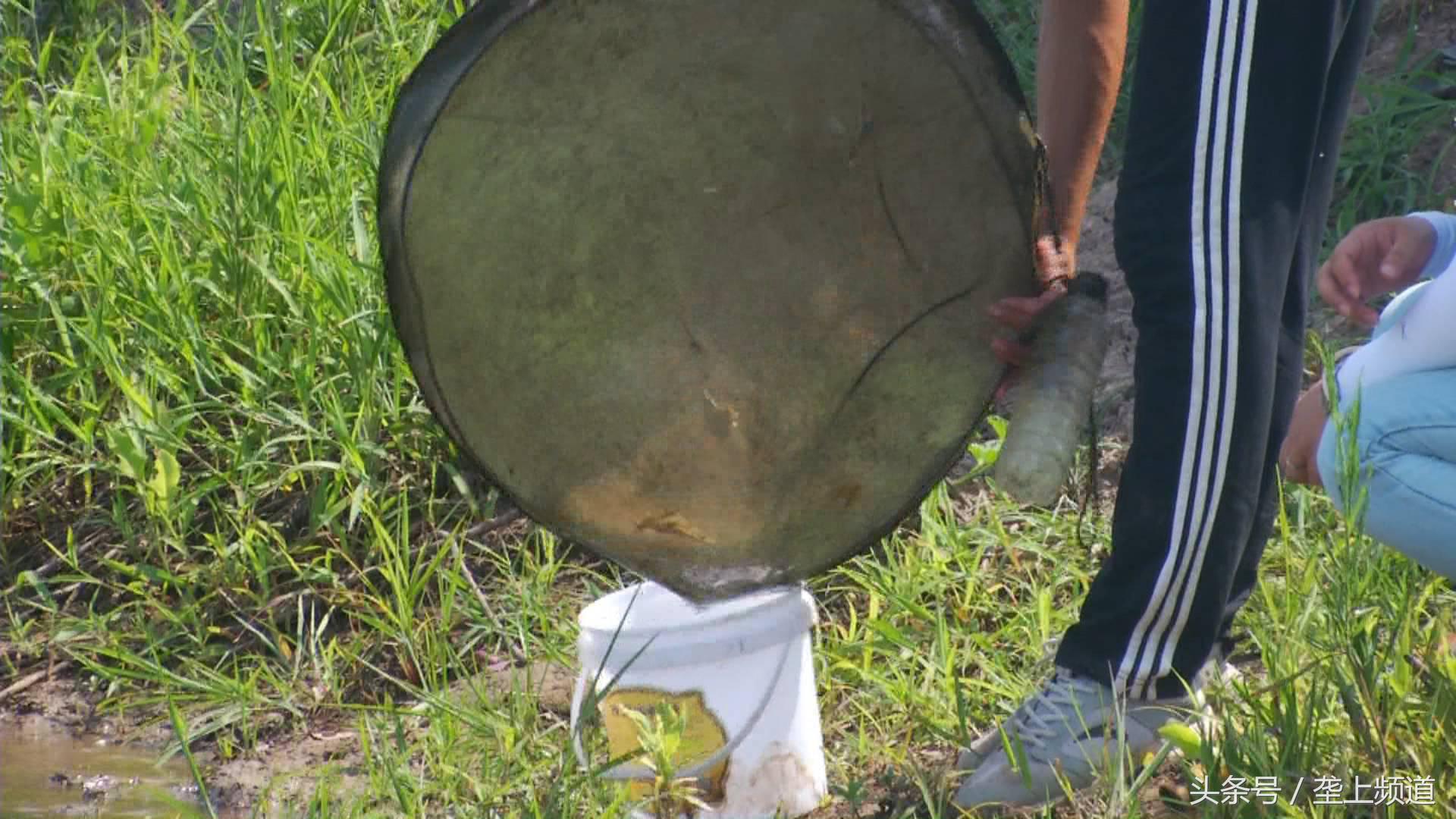 致富经稻田养殖南美白对虾,养小龙虾和养南美白对虾哪个好养