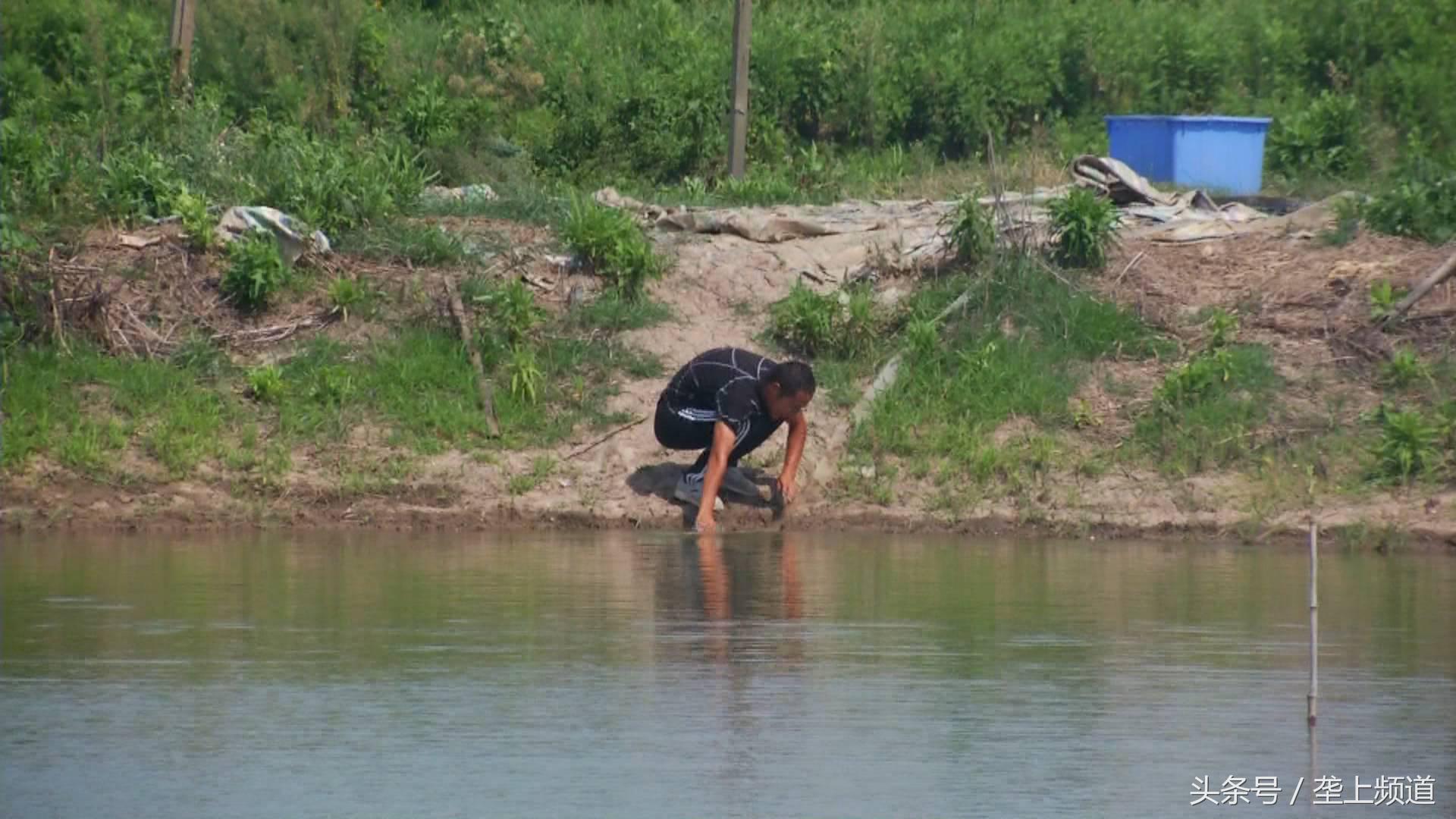 致富经稻田养殖南美白对虾,养小龙虾和养南美白对虾哪个好养