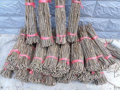 金蝉苗和金蝉卵,金蝉产卵采集方法