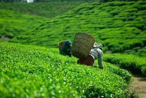 普洱茶黎明茶厂的分厂,黎明茶厂八角亭普洱茶专卖店