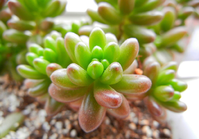 多肉养护知识冬天,多肉知识大全讲解