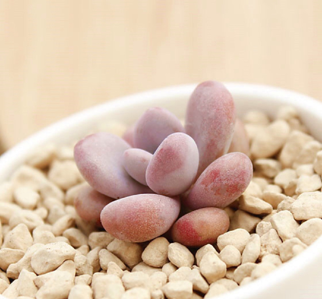 多肉养护知识冬天,多肉知识大全讲解