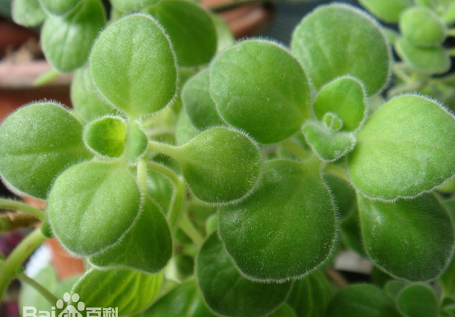 多肉养护知识冬天,多肉知识大全讲解