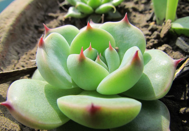 多肉养护知识冬天,多肉知识大全讲解