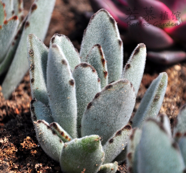 多肉养护知识冬天,多肉知识大全讲解