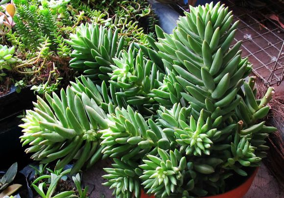 多肉养护知识冬天,多肉知识大全讲解