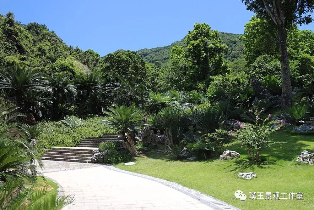 最漂亮的铁树开花,铁树开花深圳