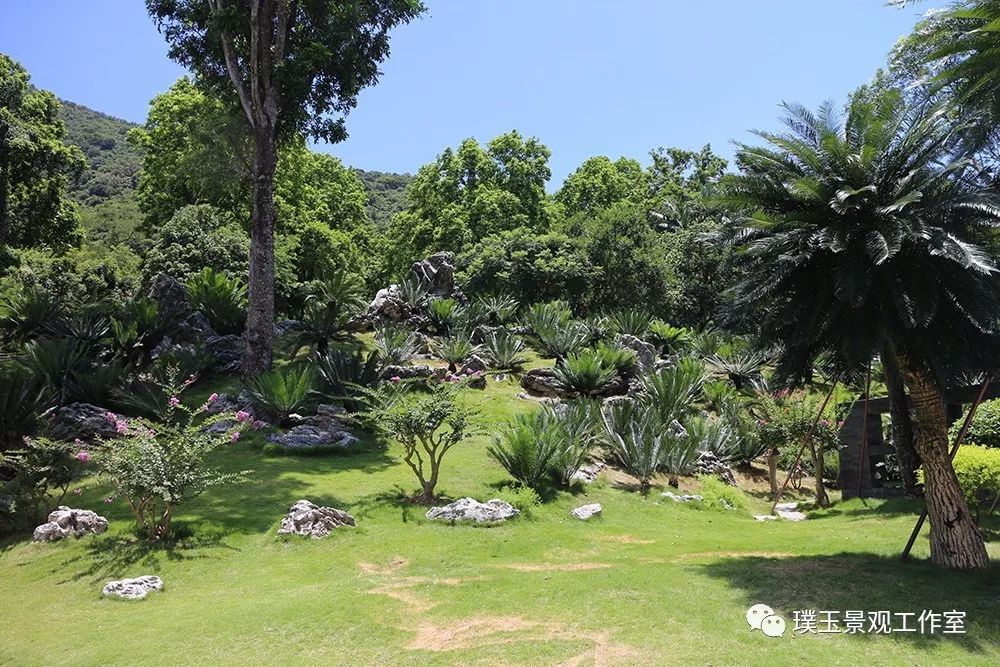 最漂亮的铁树开花,铁树开花深圳