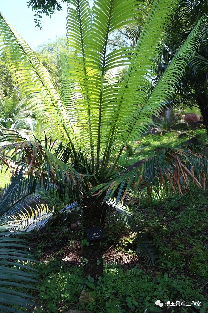 最漂亮的铁树开花,铁树开花深圳