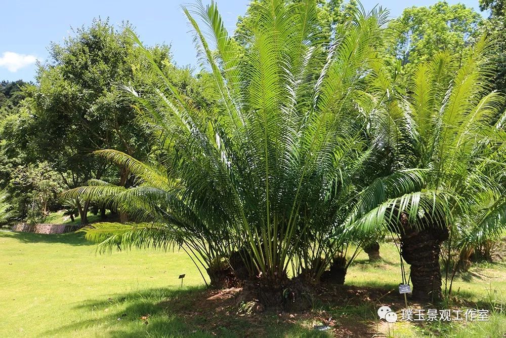 最漂亮的铁树开花,铁树开花深圳