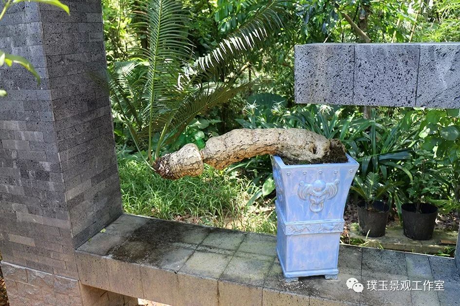 最漂亮的铁树开花,铁树开花深圳