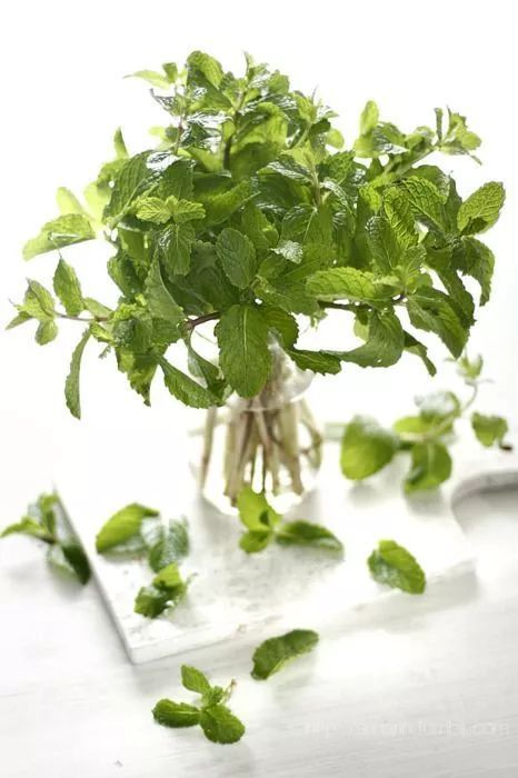 涨知识养花,涨知识养花不想长虫