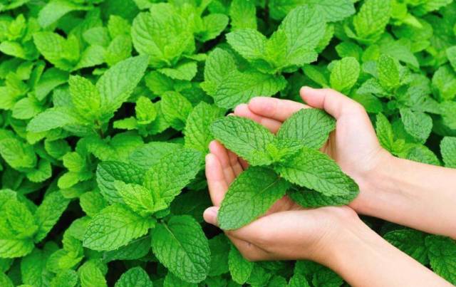 涨知识养花,涨知识养花不想长虫