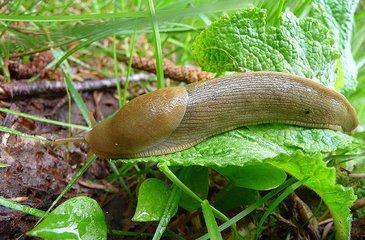 长得像蜗牛一样的虫子是什么虫,头跟蜗牛一样的软体虫