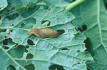 长得像蜗牛一样的虫子是什么虫,头跟蜗牛一样的软体虫