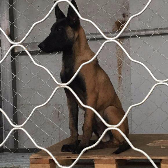 马犬多久长大性格稳定,马犬的警觉性