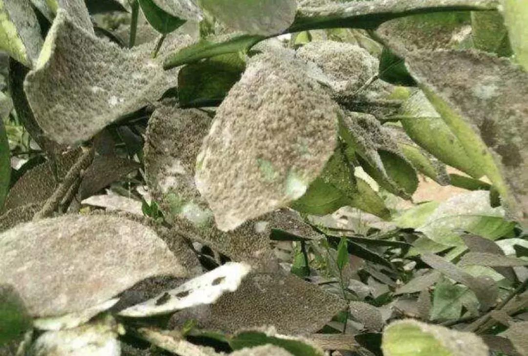 柑橘烟煤病怎么防治,柑橘第一大害防治