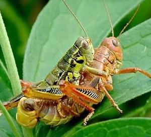 蝗虫养殖项目市场分析,广西蝗虫养殖前景