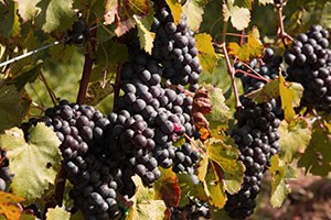 美国康涅狄克州旅游,康涅狄格州游玩攻略