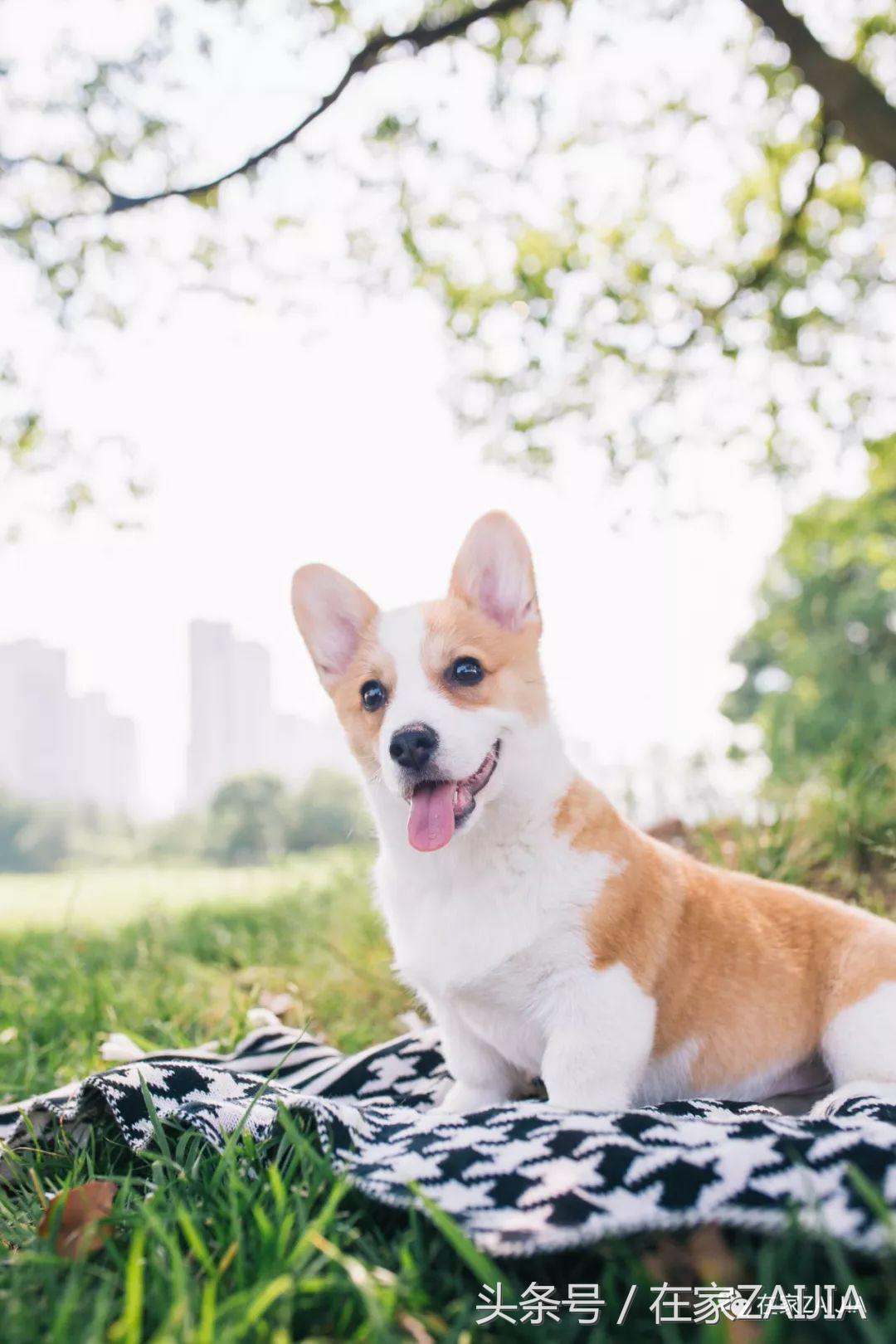 客厅正中放个大楼梯，也太好看了吧！