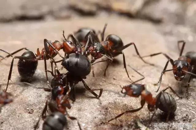 把蚂蚁蟋蟀等昆虫做成食品，是中国食品行业的新潮，还是……