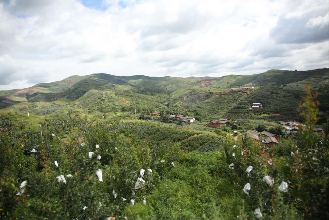 雅诗兰黛突尼斯软籽石榴,被誉为可以吃的雅诗兰黛软籽石榴