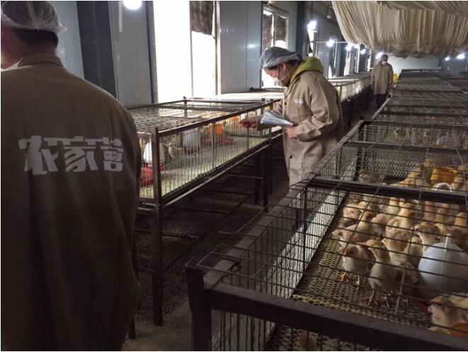 养土鸡就像通关打游戏,你最后能得几分?