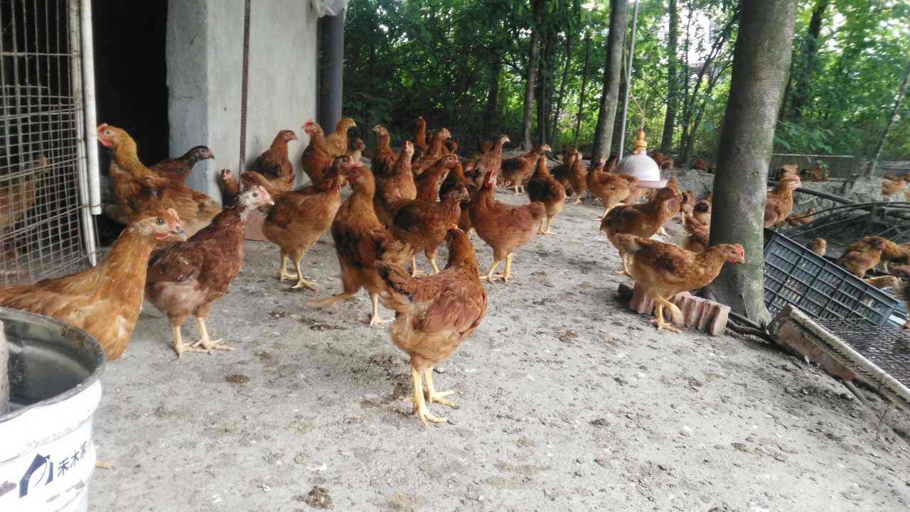 养土鸡就像通关打游戏,你最后能得几分?