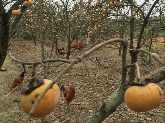 养土鸡就像通关打游戏,你最后能得几分?