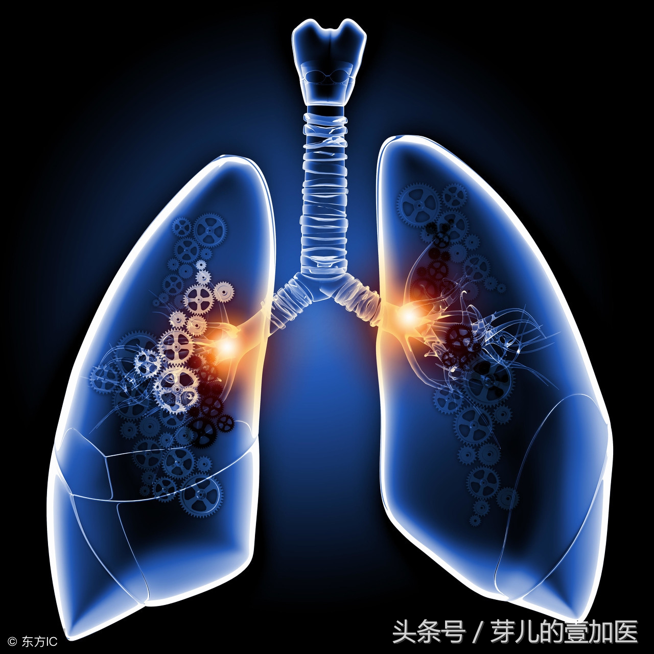 《黄帝八十一难经》之三十三难:肝属木,为何木浮于水肝却沉于水