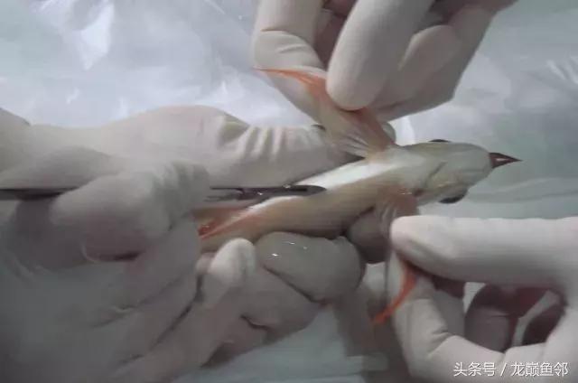 龙鱼失漂用什么药,龙鱼撞缸失鳔能自愈吗