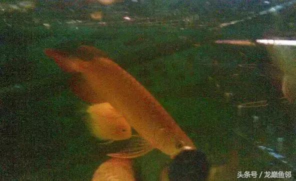 龙鱼失漂用什么药,龙鱼撞缸失鳔能自愈吗