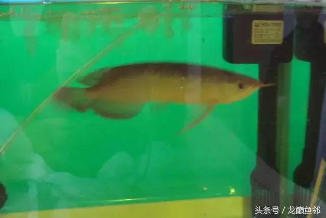 龙鱼失漂用什么药,龙鱼撞缸失鳔能自愈吗