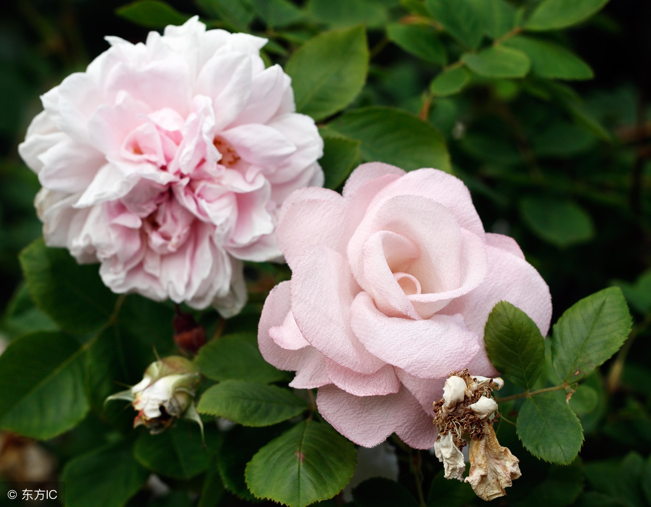 壁纸自粘墙纸有多大的危害,装修前十大陷阱不要贴壁纸