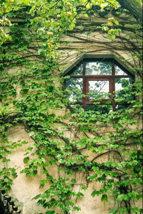 青梅果核的功效与作用,酵素青梅果的功效与作用