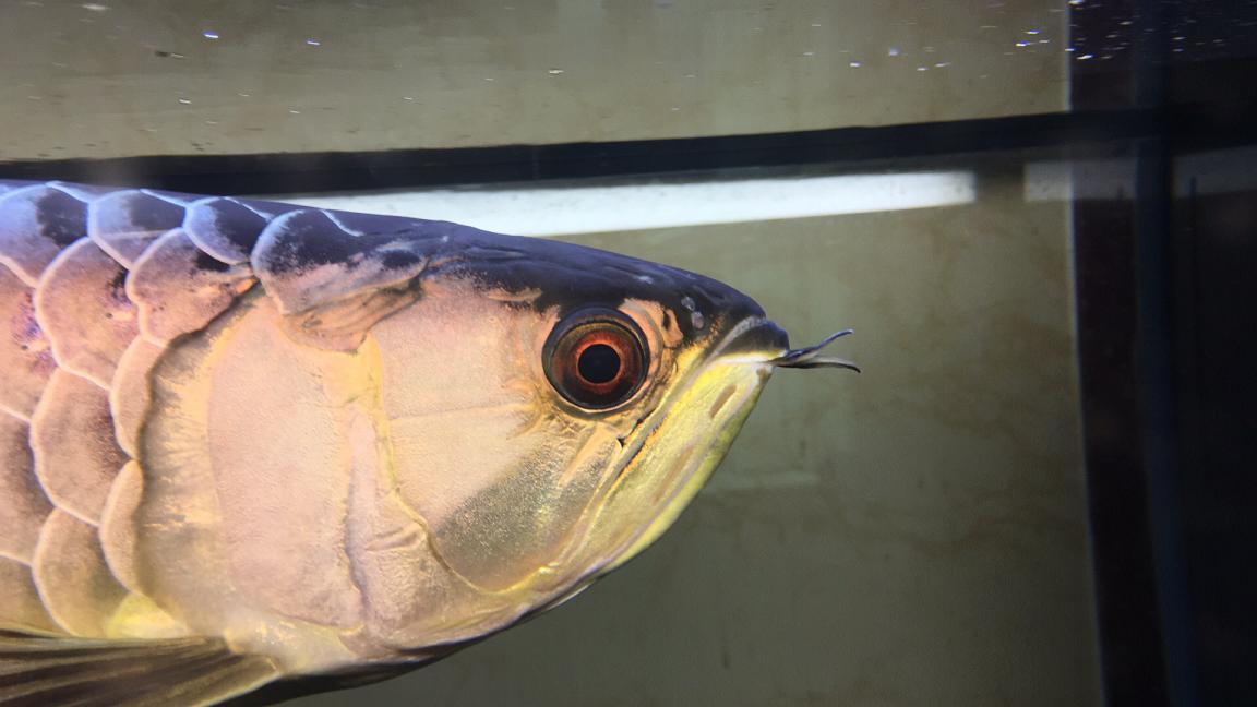 十年养鱼经验,说说龙鱼疾病的那些事