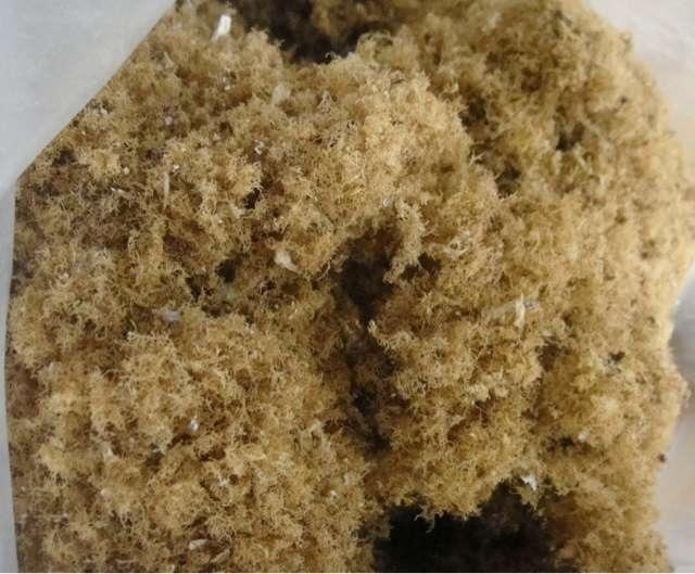 潮汕有一种甜品叫冰什么,特别好吃的夏日甜品