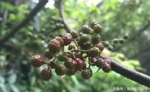 鐐掕彍鐢ㄧ敓濮滃彲浠ユ场鑴氬悧,鐐掕彍娉℃