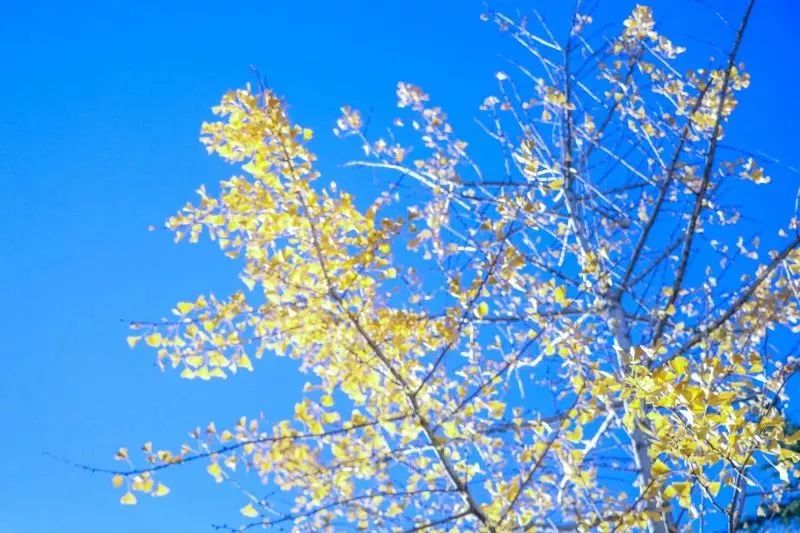 丽江这个时候冷不冷,丽江最美季节