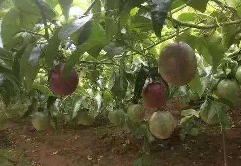 百香果哪个品种最好结果多,百香果什么品种又大又甜