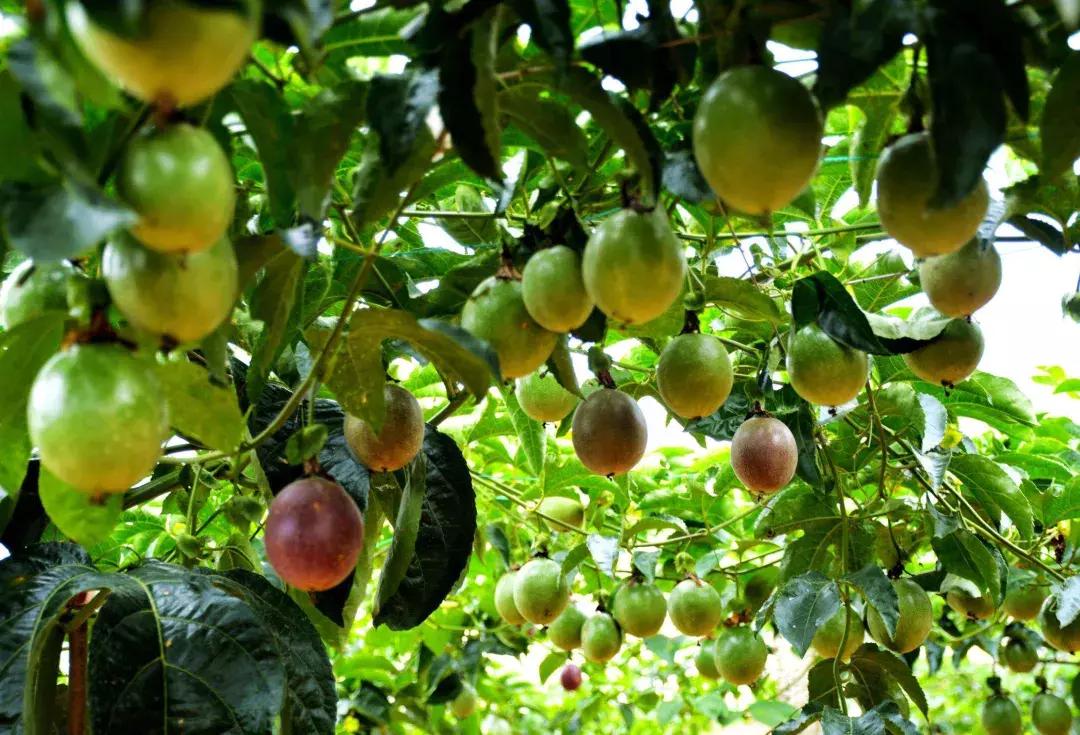 百香果哪个品种最好结果多,百香果什么品种又大又甜