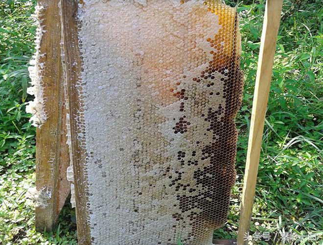 六种常见蜂蜜品种推荐,四种最好的蜂蜜图片