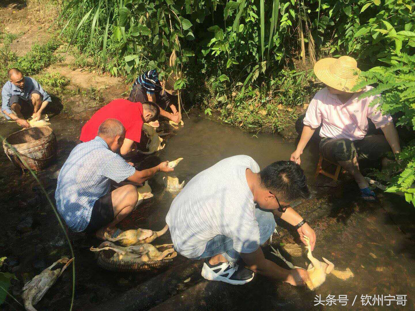 小河上汤鸭的人们