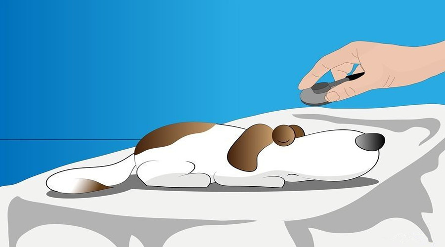 宠物误食异物怎么处理,宠物常备催吐药