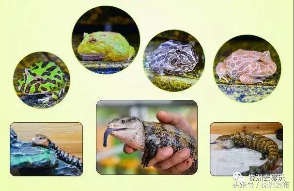 株洲好玩的生态园,株洲玩的地方推荐动物园