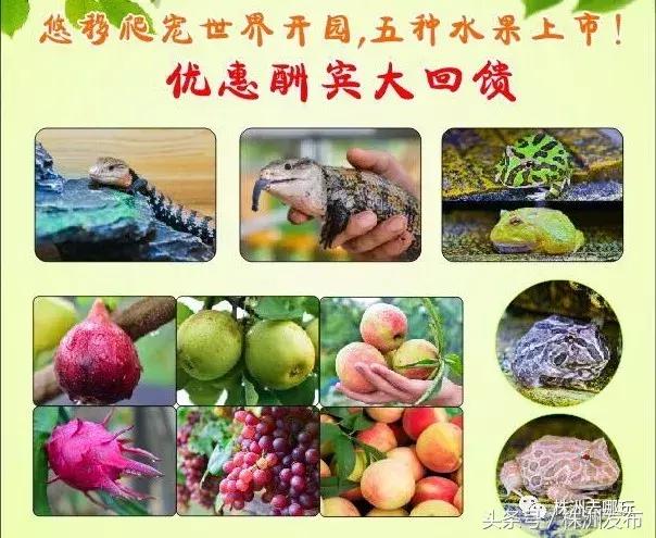 株洲好玩的生态园,株洲玩的地方推荐动物园