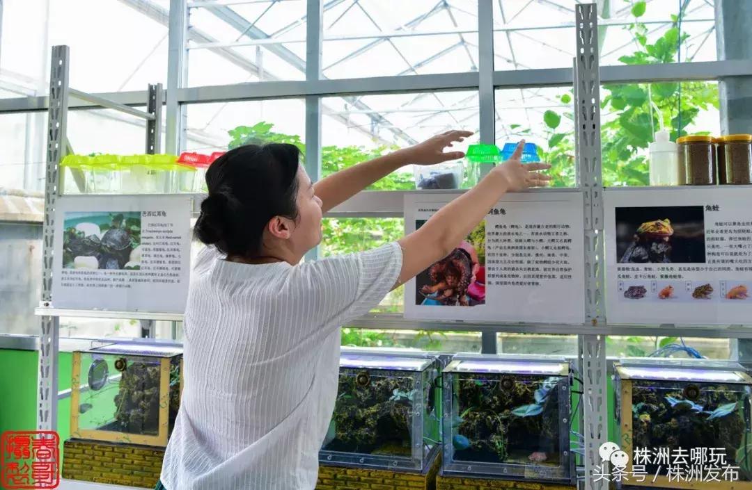 株洲好玩的生态园,株洲玩的地方推荐动物园