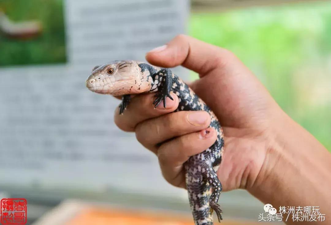 株洲好玩的生态园,株洲玩的地方推荐动物园