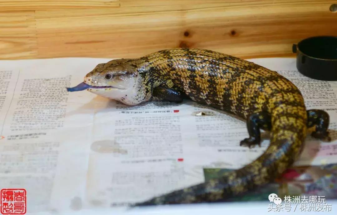 株洲好玩的生态园,株洲玩的地方推荐动物园